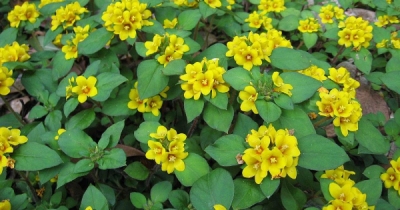 Plantas intrusas no jardim da sua vida